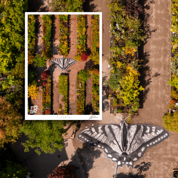 Œuvre "Pulsare" de FOSR – création contemporaine de land art, vue artistique aérienne.