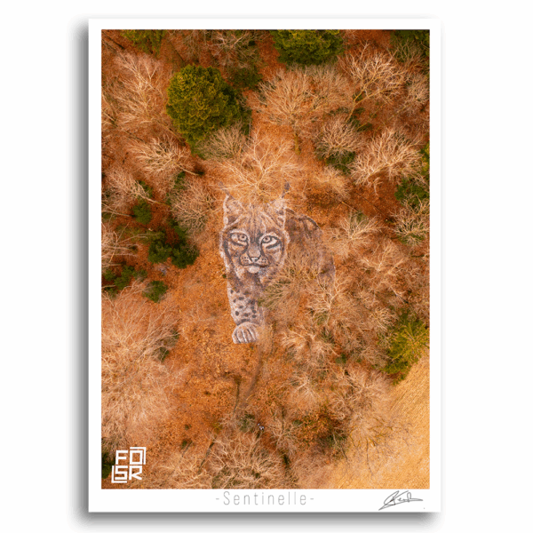 Sentinelle – Image 2